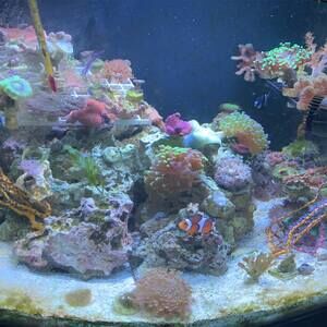 Meet your Posher, Paul